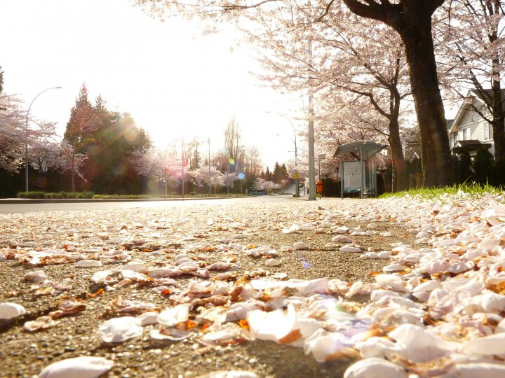 樱花路