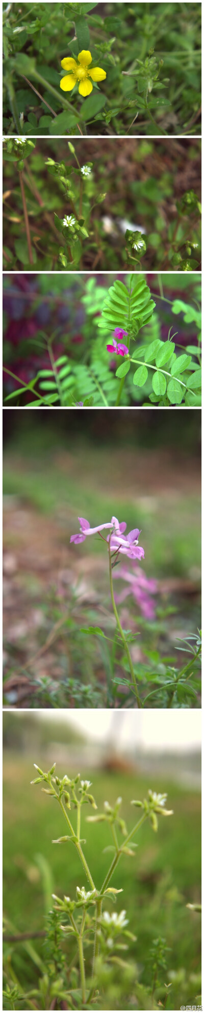 1蛇莓，2繁缕，3野豌豆，4伏生堇菜，5卷耳