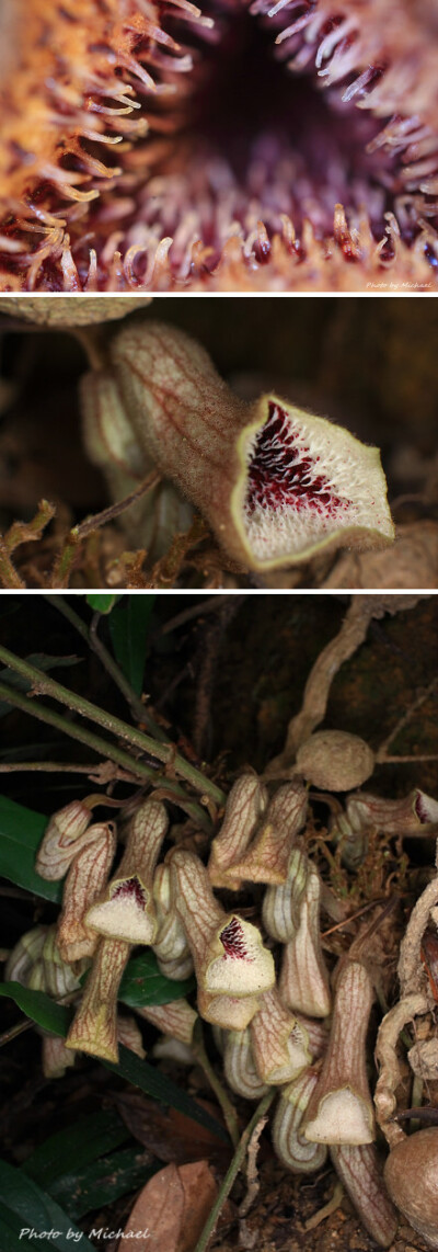 海邊馬兜鈴 Aristolochia thwaitesii Hook.f. 馬兜鈴科(Aristolochiaceae) --幾乎年都會去探一探這個老朋友,不過不是每年都能拍到開花。今年也錯過了花期,後兩張開得不錯的照片,已是09年的了..