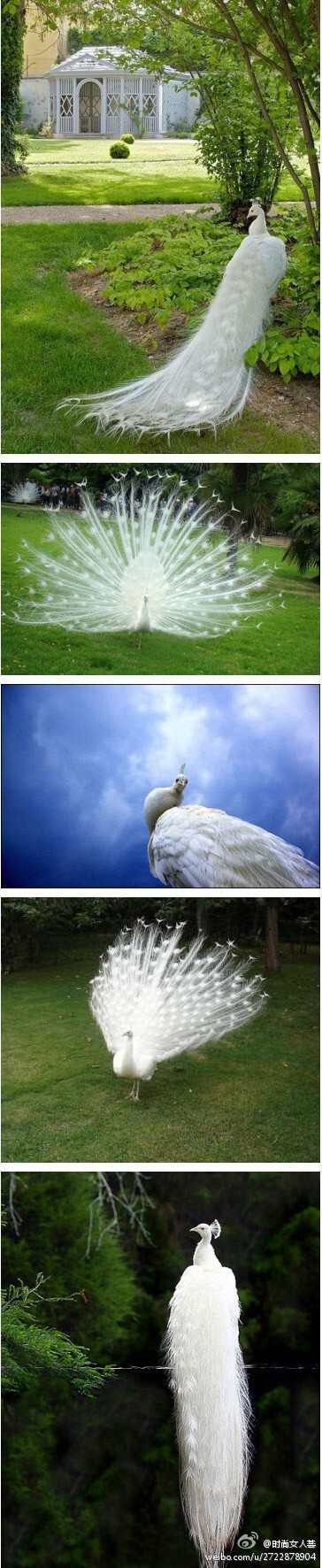 华丽丽的孔雀，白色精灵