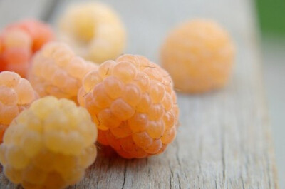 cloudberry