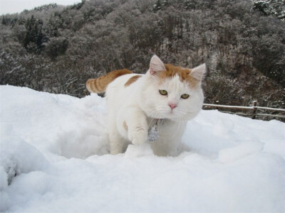 踏雪寻梅