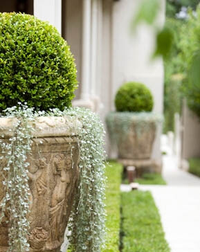 Boxwood with Dichondra Silver Falls