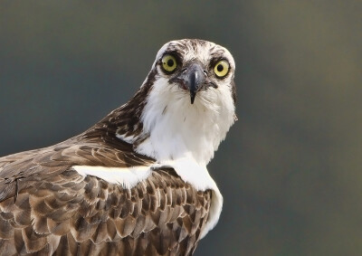 Osprey Up Close!!