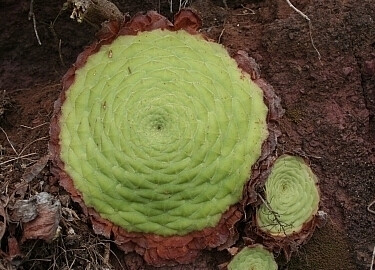 飞碟明镜Aeonium tabuleaforme多肉植物景天种子