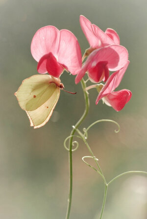 2012年全球年度园林摄影师奖（International Garden Photographer of the Year）评选结果刚刚公布，波兰摄影师Magdalena Wasiczek以一张拍摄香豌豆花和蝴蝶的照片"Upside Down"成为了今年的优胜者。