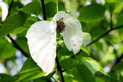 珙桐，也叫鸽子花、、