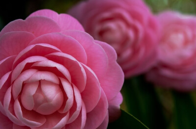 茶花，又名山茶花（学名：Camellia japonica），山茶科植物，属常绿灌木和小乔木。古名海石榴。有玉茗花、耐冬或曼陀罗等别名，又被分为华东山茶、川茶花和晚山茶