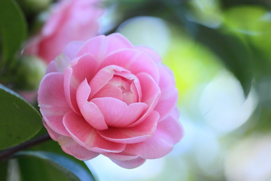 茶花，又名山茶花（学名：Camellia japonica），山茶科植物，属常绿灌木和小乔木。古名海石榴。有玉茗花、耐冬或曼陀罗等别名，又被分为华东山茶、川茶花和晚山茶