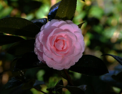 茶花，又名山茶花（學(xué)名：Camellia japonica），山茶科植物，屬常綠灌木和小喬木。古名海石榴。有玉茗花、耐冬或曼陀羅等別名，又被分為華東山茶、川茶花和晚山茶