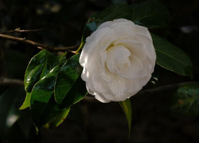 茶花，又名山茶花（学名：Camellia japonica），山茶科植物，属常绿灌木和小乔木。古名海石榴。有玉茗花、耐冬或曼陀罗等别名，又被分为华东山茶、川茶花和晚山茶