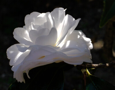 茶花，又名山茶花（學名：Camellia japonica），山茶科植物，屬常綠灌木和小喬木。古名海石榴。有玉茗花、耐冬或曼陀羅等別名，又被分為華東山茶、川茶花和晚山茶