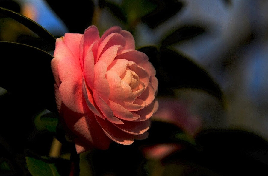 茶花，又名山茶花（学名：Camellia japonica），山茶科植物，属常绿灌木和小乔木。古名海石榴。有玉茗花、耐冬或曼陀罗等别名，又被分为华东山茶、川茶花和晚山茶