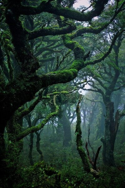 新西兰的亚热带雨林