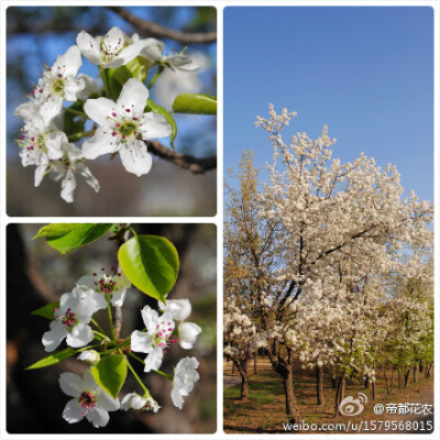 豆梨（Pyrus calleryana），花药是红色的哦，海棠是黄色的。