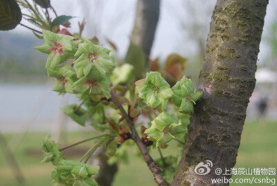 ‘御衣黄’是京都仁和寺最早栽培的樱花品种，四月中下旬开花，开花时呈淡红黄色，花瓣有绿色的线条。花朵下垂，花瓣数为12-14枚，花瓣稍微向外翘。