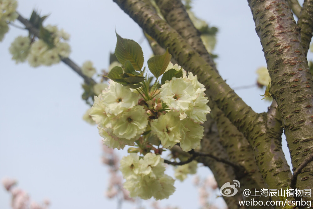 ‘郁金’是日本樱花的一个栽培品种，在江户时代中期就有记载，花期四月中下旬，花淡黄绿色，是具有珍稀花色的樱花品种。