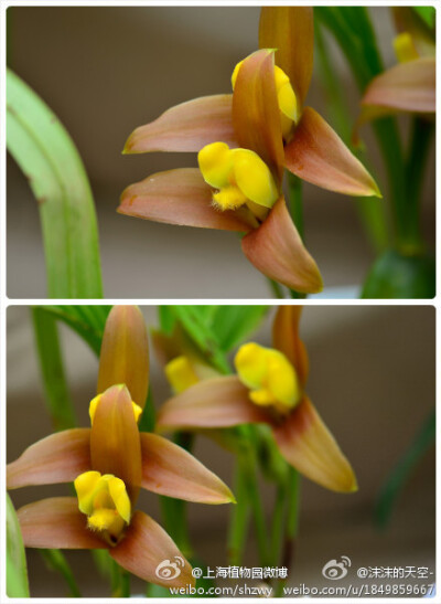 毛唇捧心兰Lycaste lasioglossa