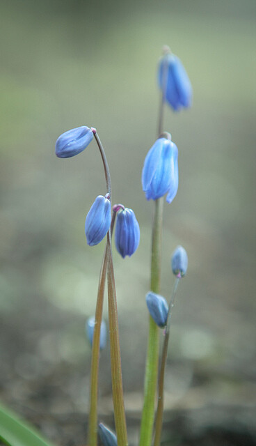 .、Flora、bleu