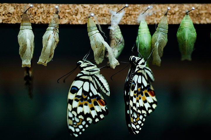 西班牙的班纳玛德娜蝴蝶中心里,刚破茧而出的达摩翠凤蝶