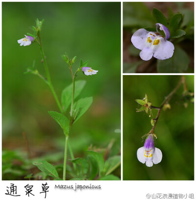 通泉草，玄参科，通泉草属。又是一种生于草丛或墙角的小花，不过从名字就能猜得出，通泉草喜爱生在潮湿环境中，至少不能整天暴晒在太阳下。有时自家的花盆里会生出通泉草，此外如日坛、香山、中科院植物所植物园，以…