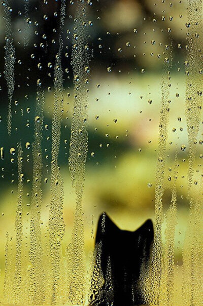 被雨困住的猫。