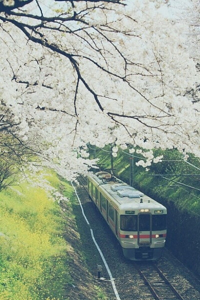 风景 唯美 樱花 小路 旅行