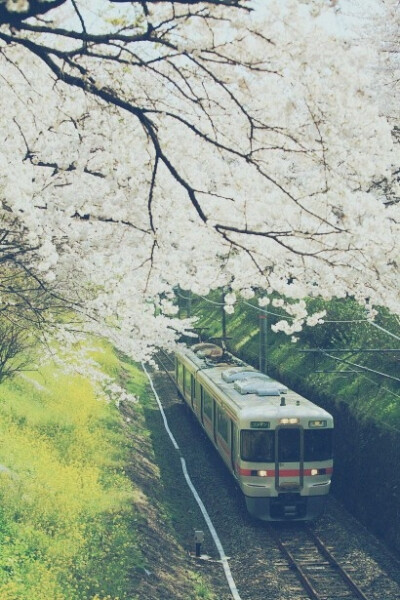 想去北海道看樱花了！