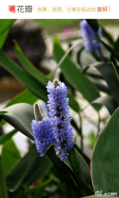 #花瓣花语录#梭鱼草（Pickerelweed）又称北美梭鱼草。都是迷人的紫色花朵，可别把它和薰衣草混淆了。它是水生花，因梭鱼的幼鱼喜欢藏匿于在它们密生的叶丛与根茎间嬉戏游乐由此而得名。 每到花开时节，叶片翠绿光亮…