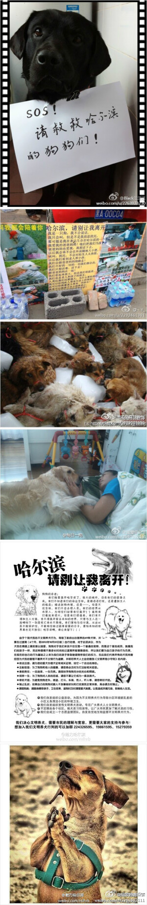 【爱护生命 文明待犬】#社会热点#狗狗们在哭泣，要离开粑粑麻麻，离开家，甚至还会失去生命...“我曾经是你们最忠诚的陪伴，请让我留下来，让我活下去” 灾难现场、照顾残障人士，它们都在，和谐生活里，请让它们也幸福的留在我们身边！http://t.cn/zONJW67