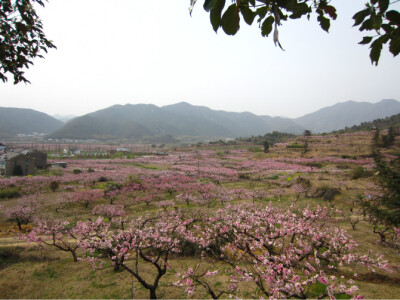 漫山遍野桃花开。
