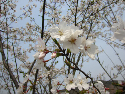 梨花开~清明至。