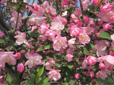 春花花那个粉嫩嫩。