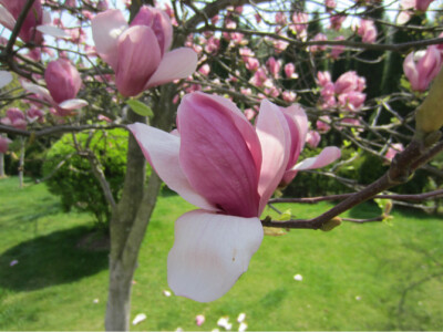 今春看到这种花特多，是玉兰花类的吧、、、、、、