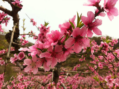 桃花粉艳艳。