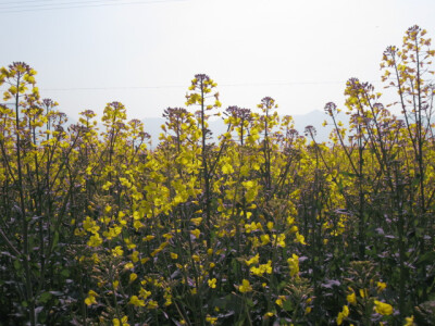 老公家院子边的油菜花地~