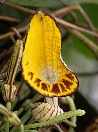 马兜铃科 秘鲁马兜铃 Aristolochia peruviana