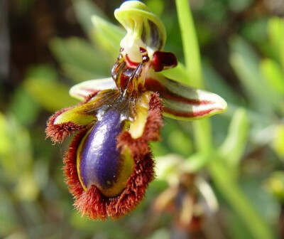 兰科蜂兰属 Ophrys speculum