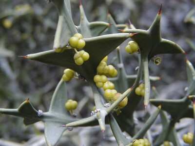 鼠李科 Colletia paradoxa