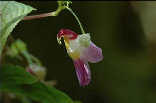 凤仙花科 鹦鹉花 Impatiens psittacina