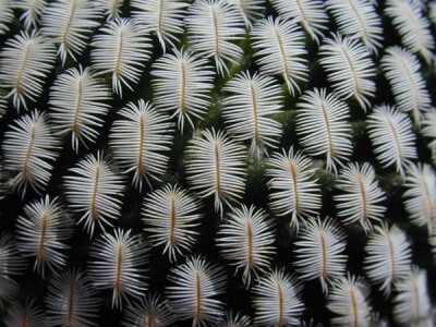 仙人掌科乳突球属 白斜子 Mammillaria pectinifera