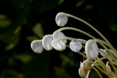 马鞭草科大青属 Clerodendrum incisum