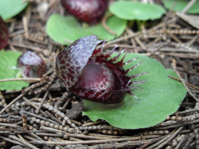 兰科铠兰属 Corybas fimbriatus