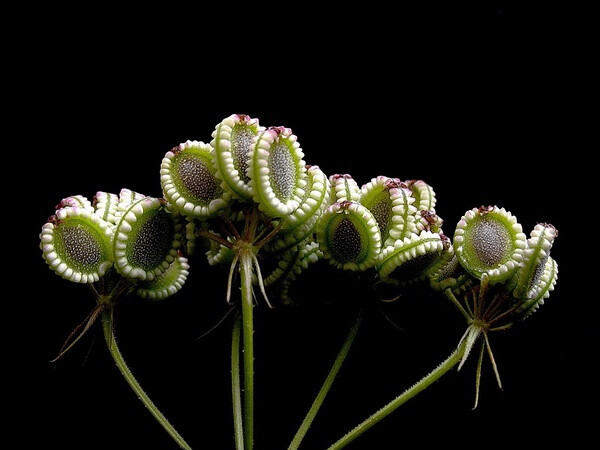 伞形科tordyliumapulum