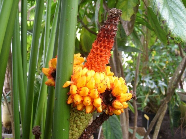 巴拿马草科巴拿马草carludovicapalmata