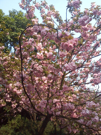 花满枝，缀缀痴痴