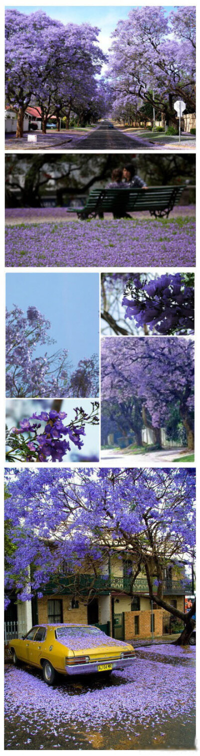蓝花楹，落叶乔木，最近的花期在4-6月，一年开花2次，花语：在绝望中等待爱情。