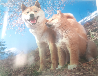 柴犬和樱花