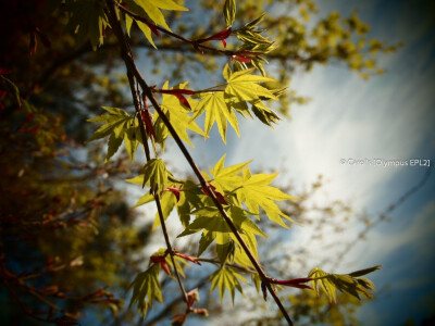 春天，楓葉由黃變綠.. ---- 攝於悉尼.OLYMPUS EPL2