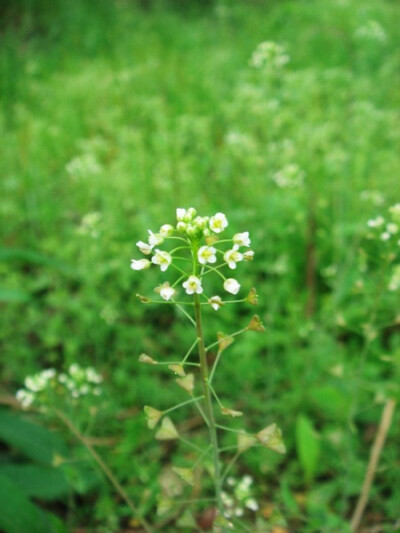 嗯，春天，你的心花开了没？